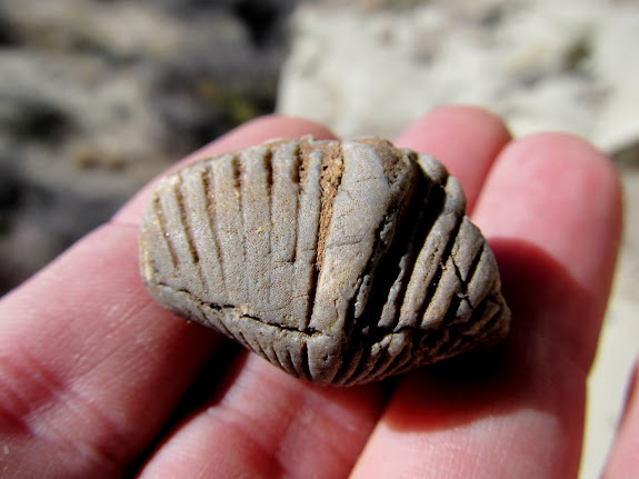 Fossil shell