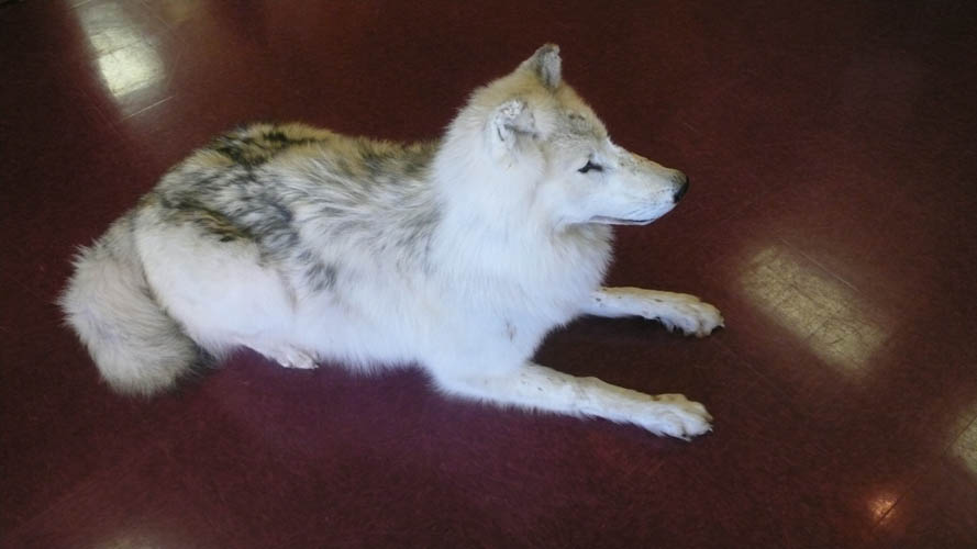 WOLF