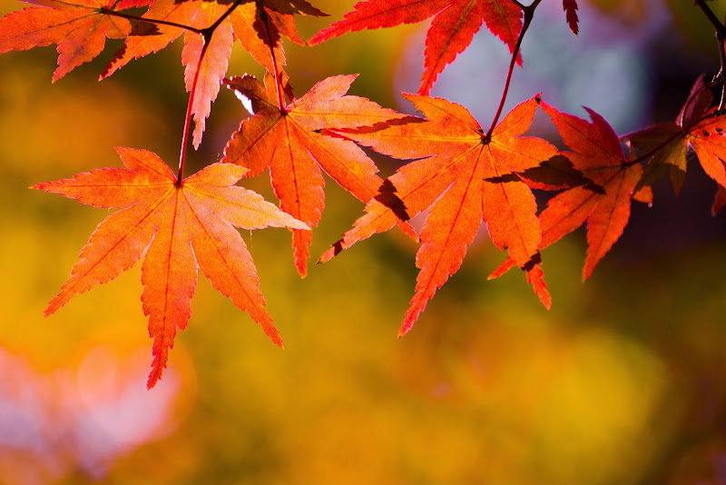 府中の森公園 紅葉 写真7