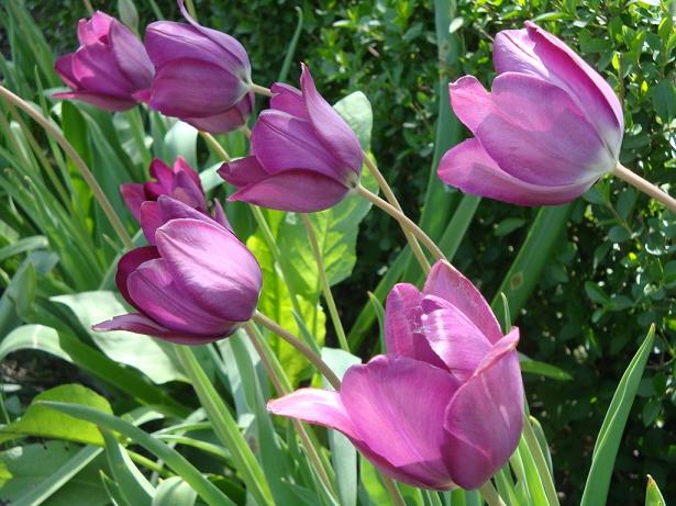 лиловые тюльпаны