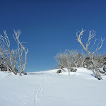 Snow gums on the Wheatley Link (300616)