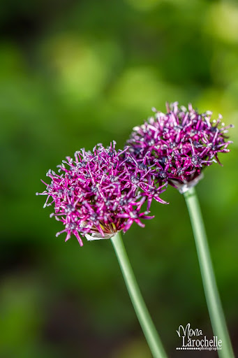 Allium atropurpureum Allium-atropurpureum-140620-100rm