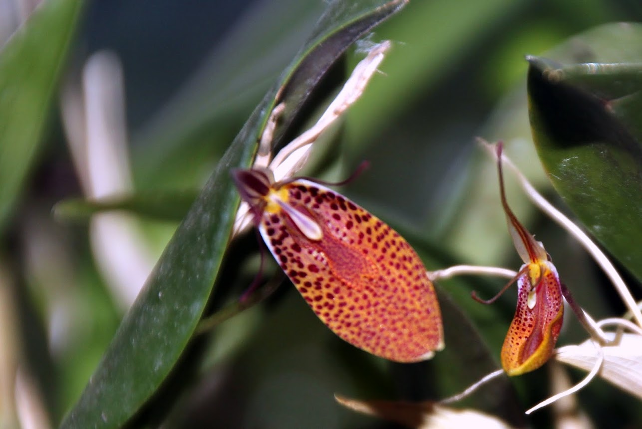 Restrepia cymbula IMG_8373