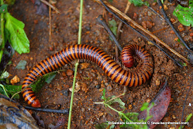 Millipede during the monsoons at Coorg