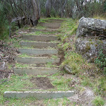 Timber steps on edge of gully (295910)