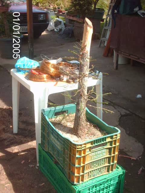 Casuarina Chokkan... PICT2699