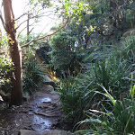 Manly Scenic Walkway (70321)