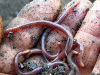 These worms grow bigger in car tires