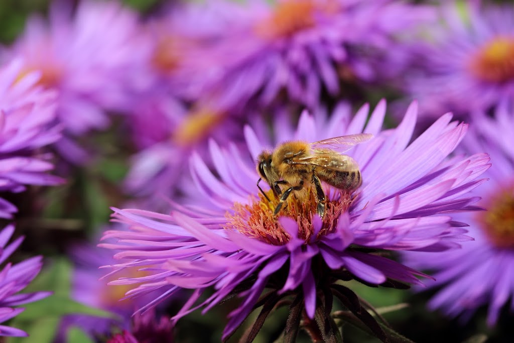 IMAGE: https://lh5.googleusercontent.com/-5DY-agm61UI/UIRUyMRsPoI/AAAAAAAAE-Q/r5EOsuI9fEc/s1024/IMG_5294.JPG