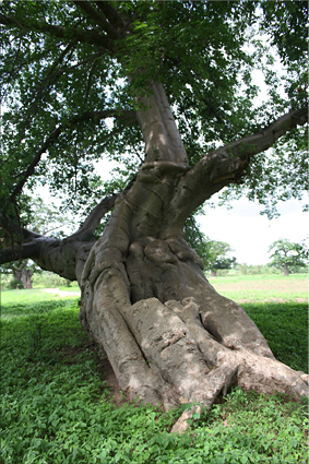 Bosque de baobabs