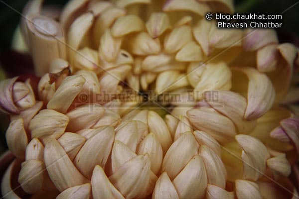 Chrysanthemum flower - Guldaudi flower