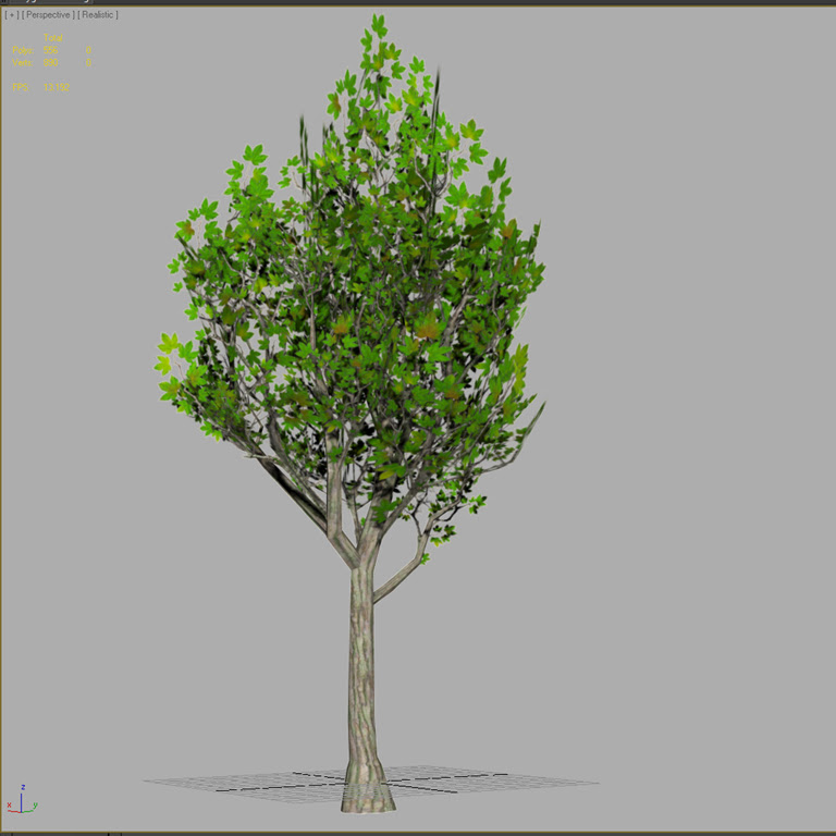 mapleTree02