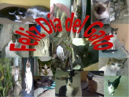 Nuestras mascotas - Página 2 D%C3%ADa+del+gato