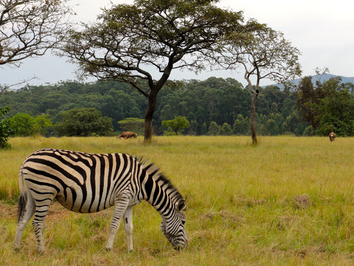 Mlilwane Wildlife Sanctuary