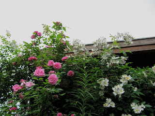 Rosengarten Wann Rosen düngen und schneiden