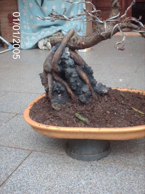 Ficus Nerifolia, Uma raiz de 3 anos... PICT1066