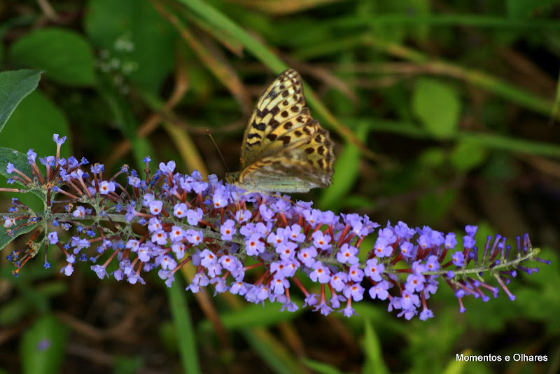 Borboleta