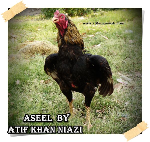 ASEEL BY ATIF KHAN NIAZI