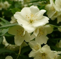 Jaśminowiec wonny Philadelphus coronarius flower