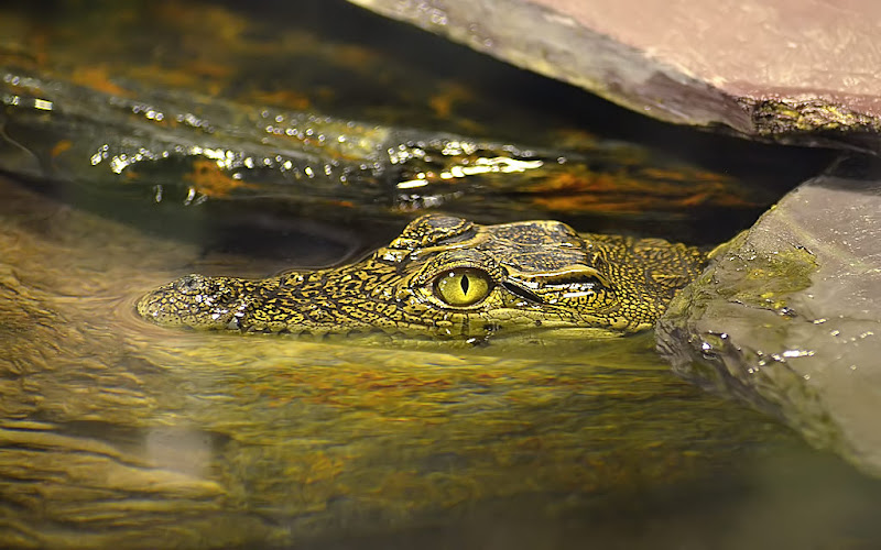 Baby gator D7K_5922