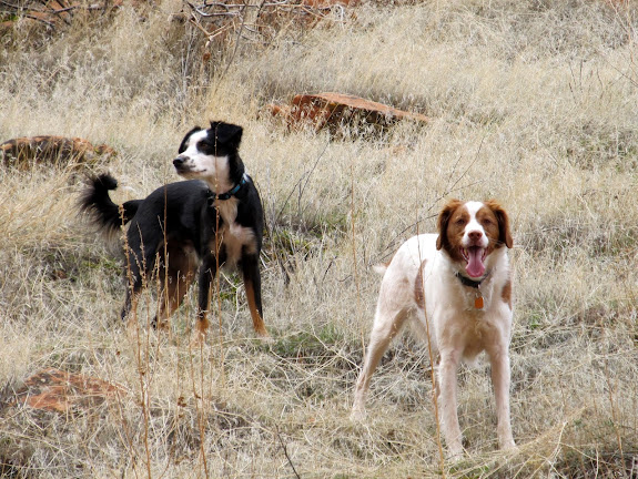 Bosley and Torrey