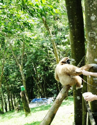 Майский Тай (Бангкок-Самуи-Тао)