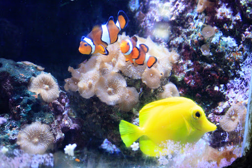 Sea Life Helsinki