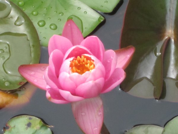 Stand Out (Flower in Water)