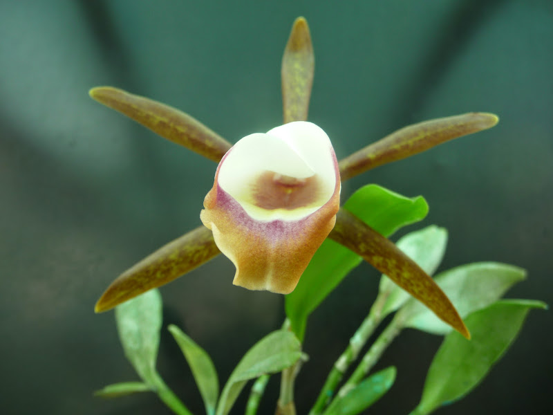 Cattleya araguaiensis P1200797