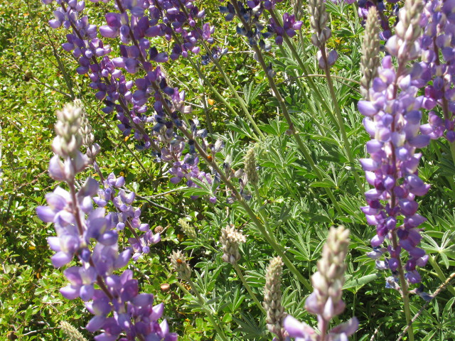 sprigs of lupin sticking up with a couple lady bugs