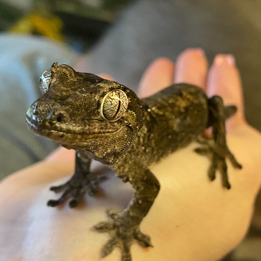 JTK Reptiles