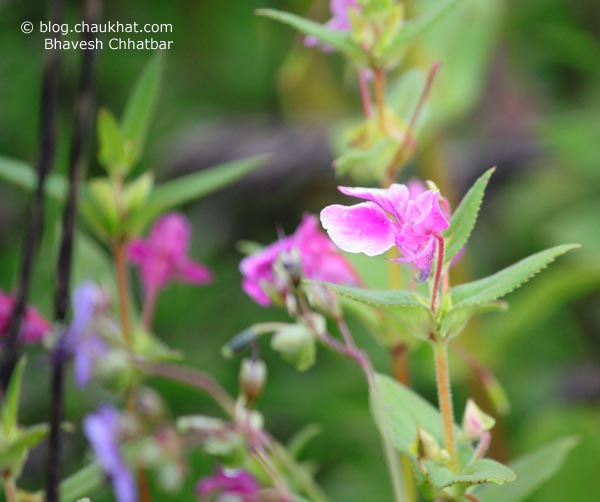 Pink Orchids at Kas Plateau