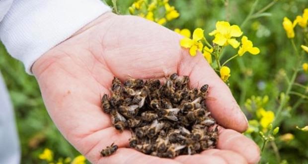 Пчелиный подмор польза и вред