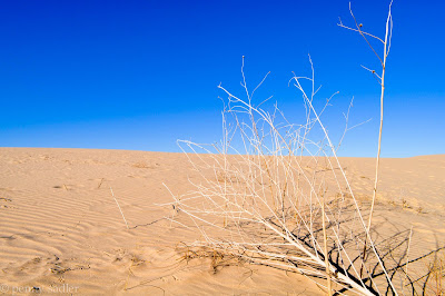 Monahans Sandhills State Park