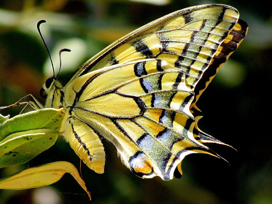 Цветы похожи на крылья бабочек
