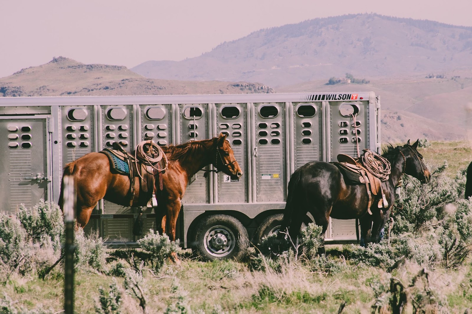 A livestock truck with horses out front