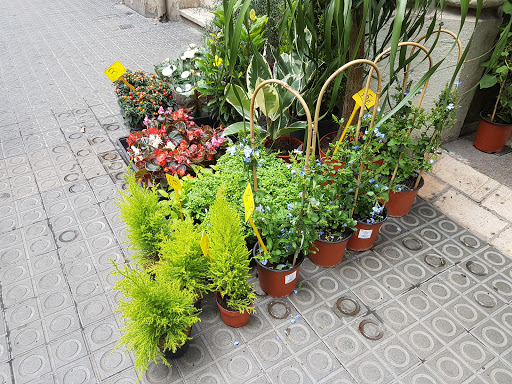 Angelo Florista