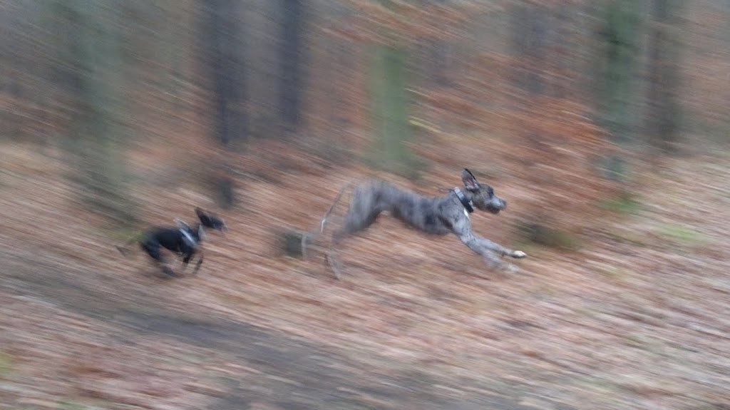 2011 Darko - Hundewanderung in der Dresdner Heide