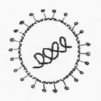 Coronaviridae (80-120 nm de diámetro). Son características distintivas las proyecciones en forma de mazos en la superficie (alrededor de 20 nm de la envoltura) que le dan la apariencia de una corona, y la nucleocápside que tiene simetría helicoidal.