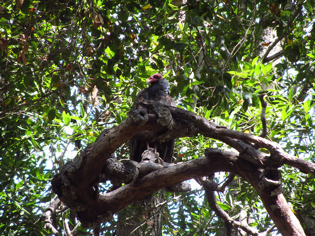 turkey vulture in a bay tree