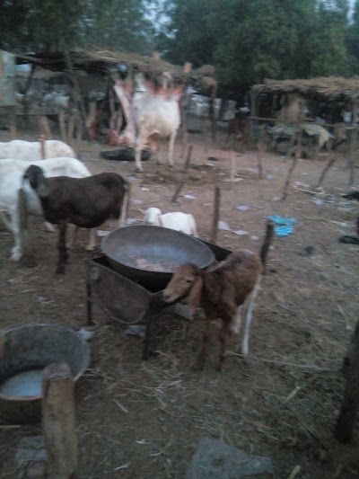 Photos of Tourakou, cattle market