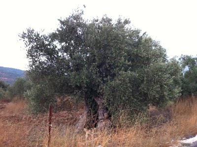 Photos of معصرة ادم اويل العالمية