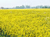 Rapeseed