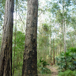 Tall forest in Palm Grove Nature Reserve (369745)