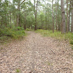 Walking along the pleasent leafy trail (360401)