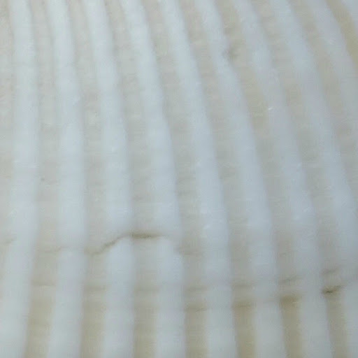 Thailand close up - shell