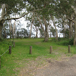 Paperbark trees at White Tree Bay