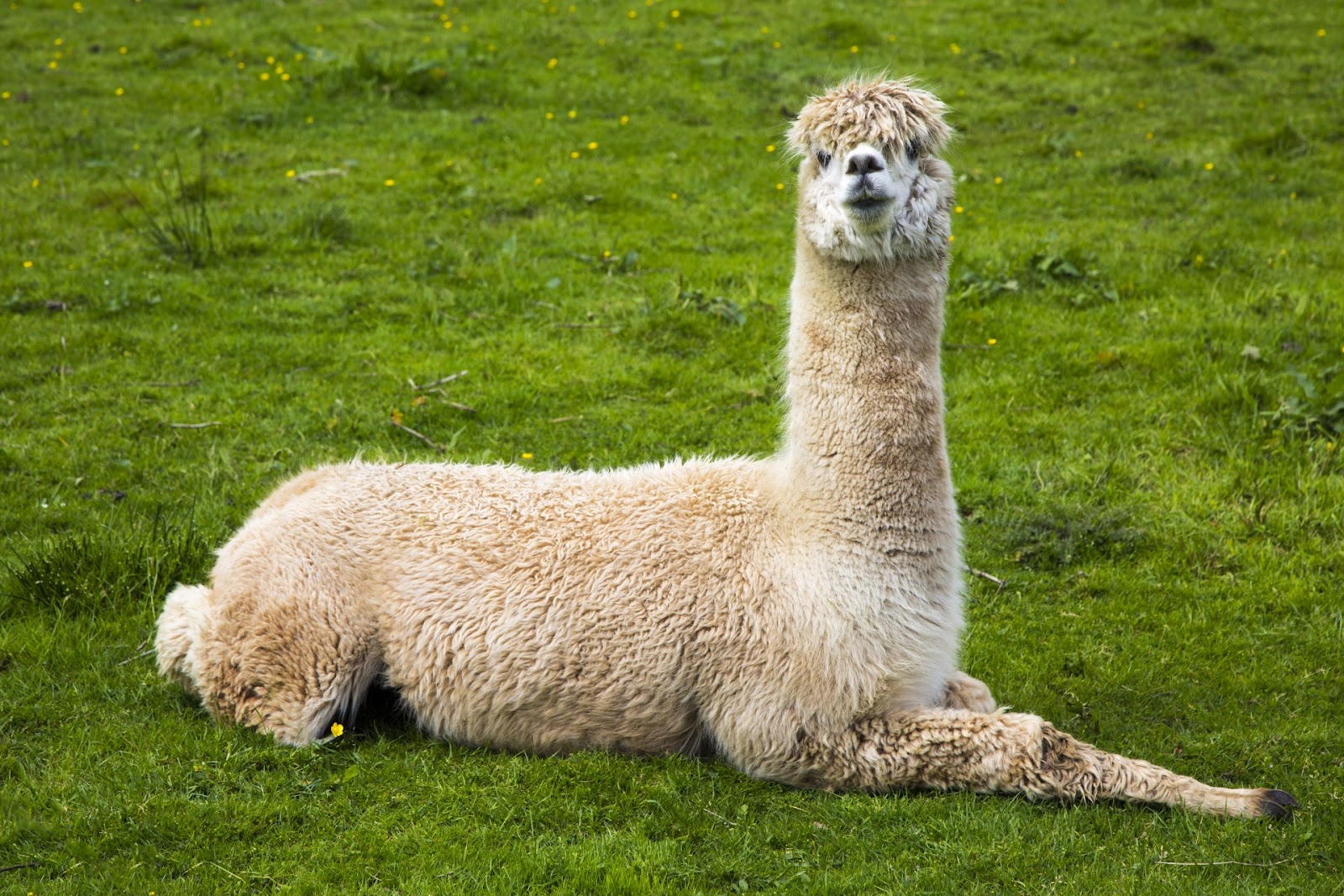 Llama Free Stock Photo - Public Domain Pictures