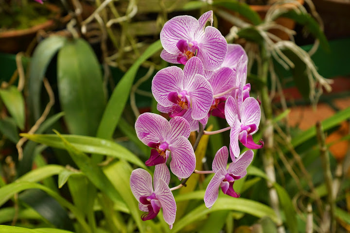 Шри-Ланка: на машине 1 100 км,  фото без комментариев, март-апрель 2013г.