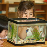 Many of our Montessori and elementary classrooms have their own simple pets. Here, the preschool girls are fascinated with their classroom fish.